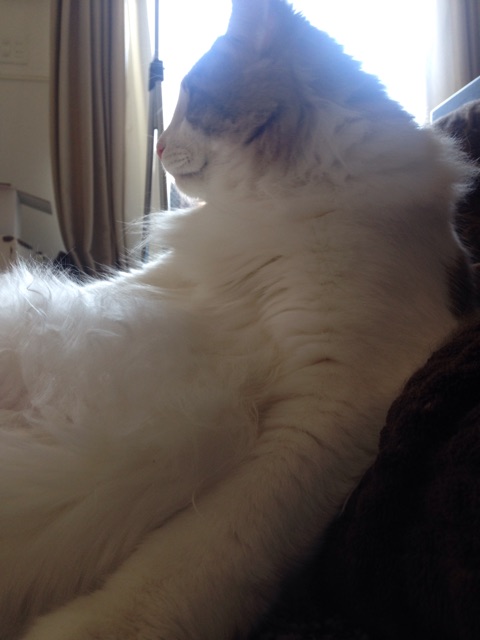 f:id:oyakitoneko:20150330143054j:plain f:id:oyakitoneko:20150330143054j:plain