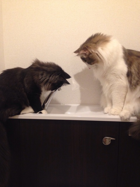 f:id:oyakitoneko:20150402132158j:plain f:id:oyakitoneko:20150402132158j:plain