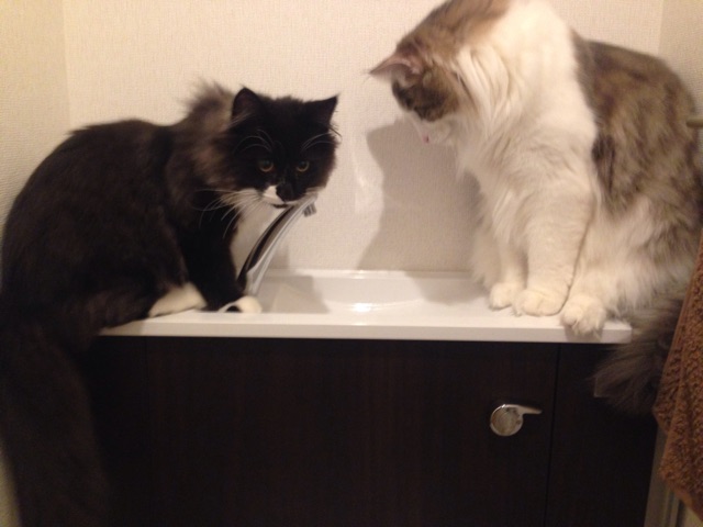 f:id:oyakitoneko:20150402132234j:plain f:id:oyakitoneko:20150402132234j:plain