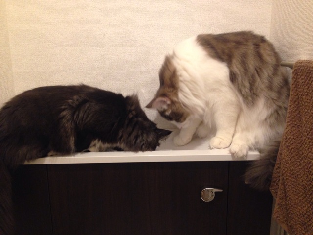 f:id:oyakitoneko:20150402132258j:plain f:id:oyakitoneko:20150402132258j:plain