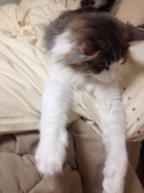 f:id:oyakitoneko:20150404084659j:plain f:id:oyakitoneko:20150404084659j:plain