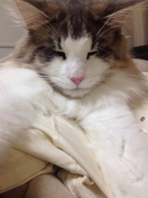 f:id:oyakitoneko:20150404084739j:plain f:id:oyakitoneko:20150404084739j:plain