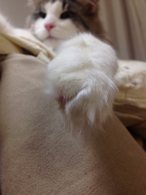 f:id:oyakitoneko:20150404084900j:plain f:id:oyakitoneko:20150404084900j:plain