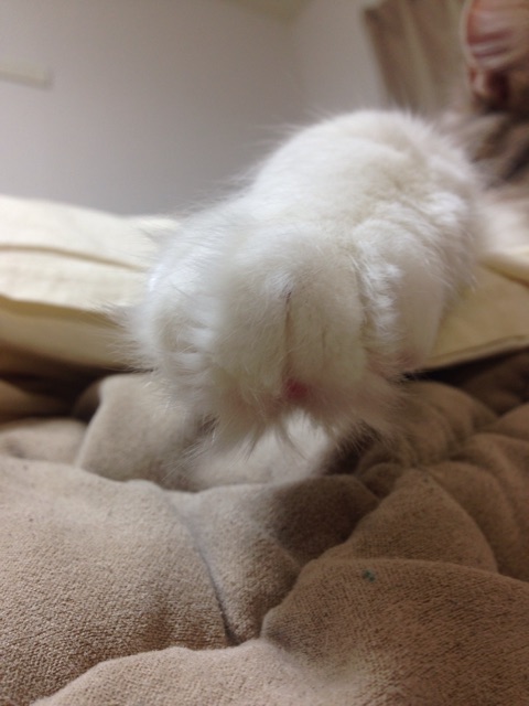 f:id:oyakitoneko:20150404085216j:plain f:id:oyakitoneko:20150404085216j:plain