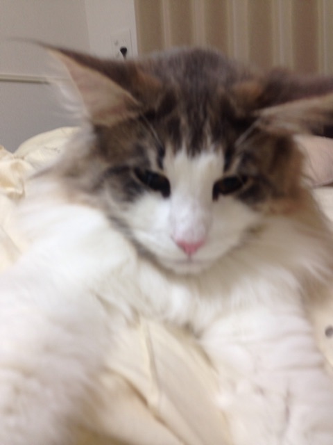 f:id:oyakitoneko:20150404085241j:plain f:id:oyakitoneko:20150404085241j:plain
