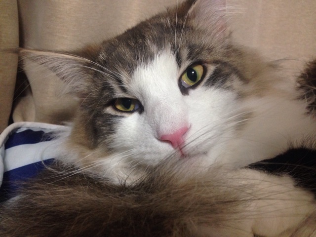 f:id:oyakitoneko:20150406211303j:plain f:id:oyakitoneko:20150406211303j:plain