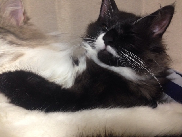 f:id:oyakitoneko:20150406211319j:plain f:id:oyakitoneko:20150406211319j:plain