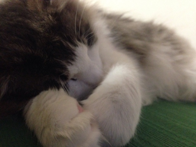 f:id:oyakitoneko:20150419105457j:plain f:id:oyakitoneko:20150419105457j:plain