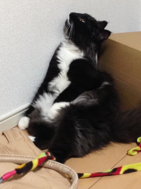 f:id:oyakitoneko:20150503173949j:image f:id:oyakitoneko:20150503173949j:image