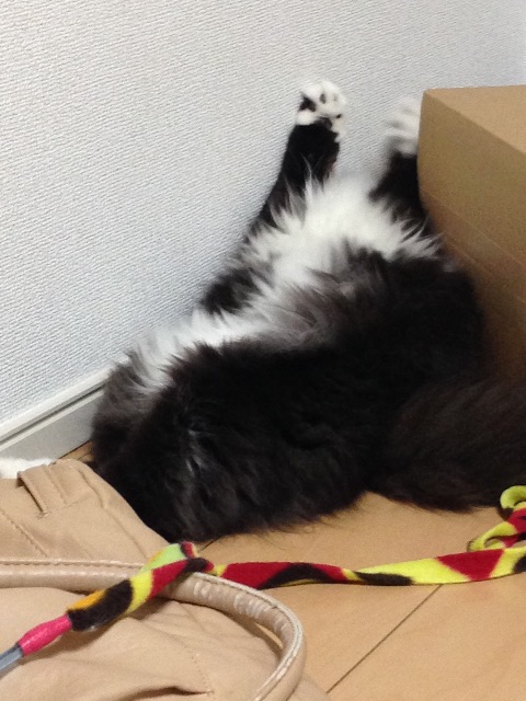 f:id:oyakitoneko:20150503174035j:image f:id:oyakitoneko:20150503174035j:image