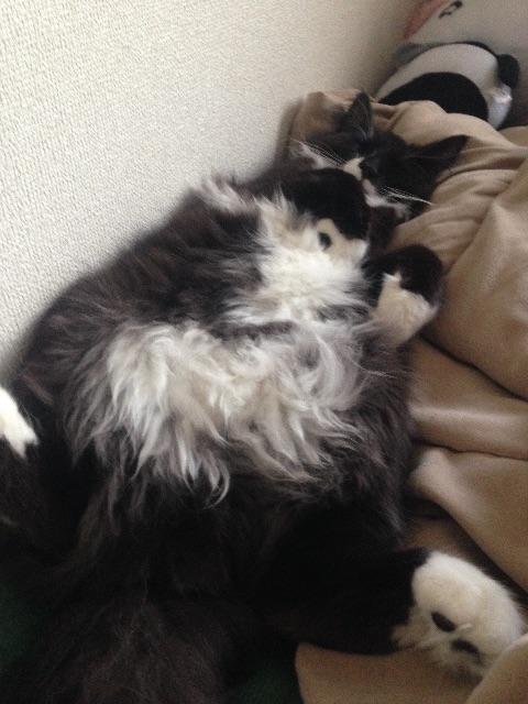 f:id:oyakitoneko:20150513095131j:image f:id:oyakitoneko:20150513095131j:image