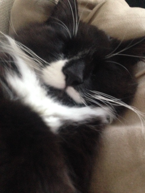 f:id:oyakitoneko:20150513095232j:image f:id:oyakitoneko:20150513095232j:image