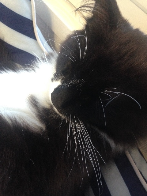 f:id:oyakitoneko:20150517184048j:image f:id:oyakitoneko:20150517184048j:image