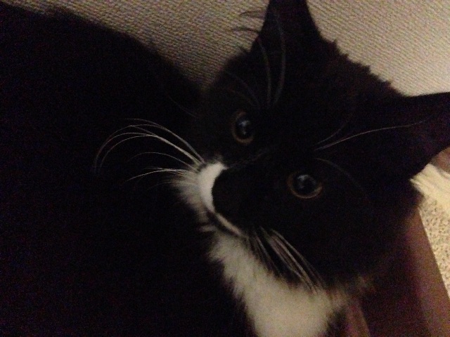 f:id:oyakitoneko:20150528100719j:image f:id:oyakitoneko:20150528100719j:image