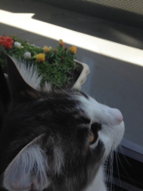 f:id:oyakitoneko:20150601100910j:image f:id:oyakitoneko:20150601100910j:image