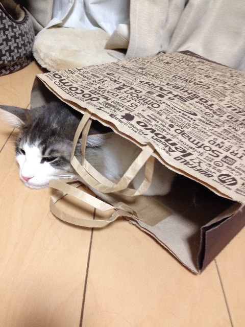 f:id:oyakitoneko:20150603154224j:image f:id:oyakitoneko:20150603154224j:image