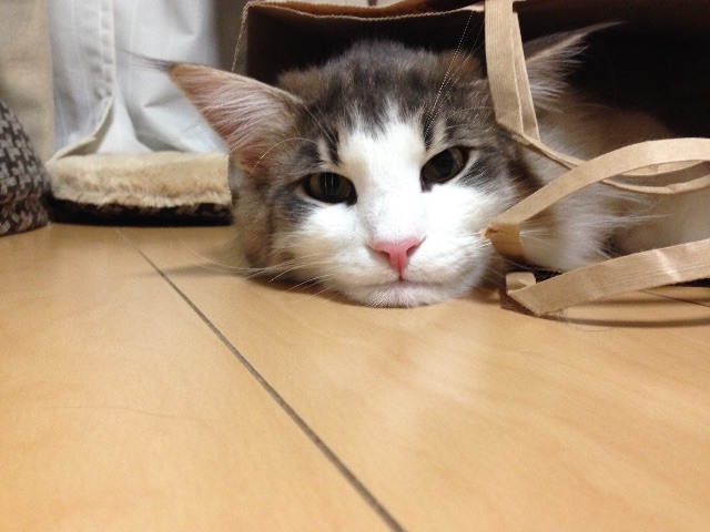 f:id:oyakitoneko:20150603154305j:image f:id:oyakitoneko:20150603154305j:image