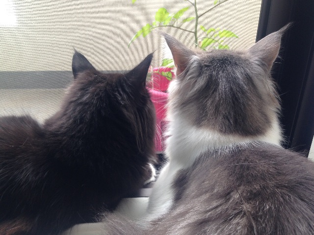 f:id:oyakitoneko:20150627172757j:image f:id:oyakitoneko:20150627172757j:image