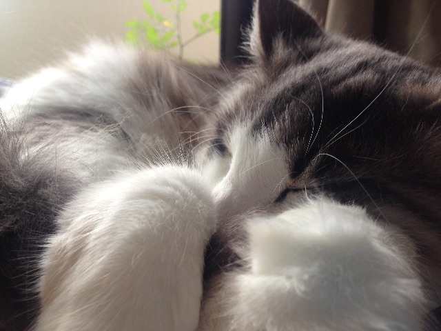 f:id:oyakitoneko:20150627172837j:image f:id:oyakitoneko:20150627172837j:image