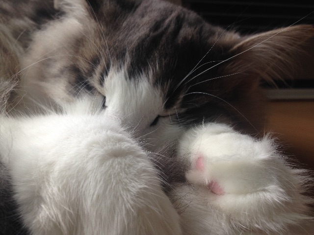f:id:oyakitoneko:20150627172902j:image f:id:oyakitoneko:20150627172902j:image