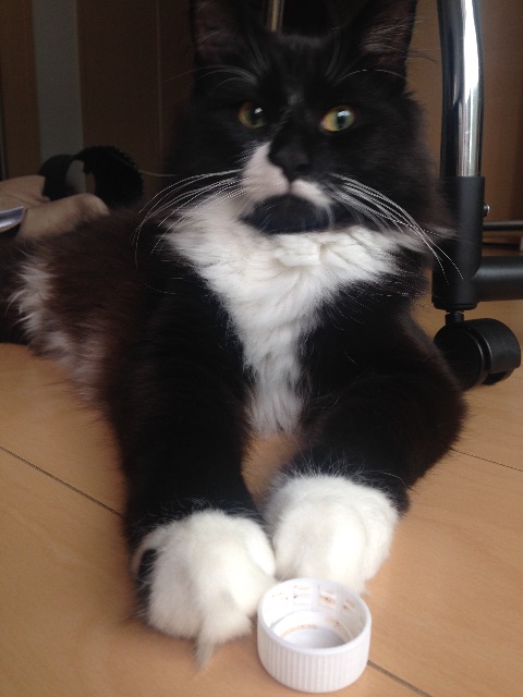 f:id:oyakitoneko:20150701100129j:image f:id:oyakitoneko:20150701100129j:image