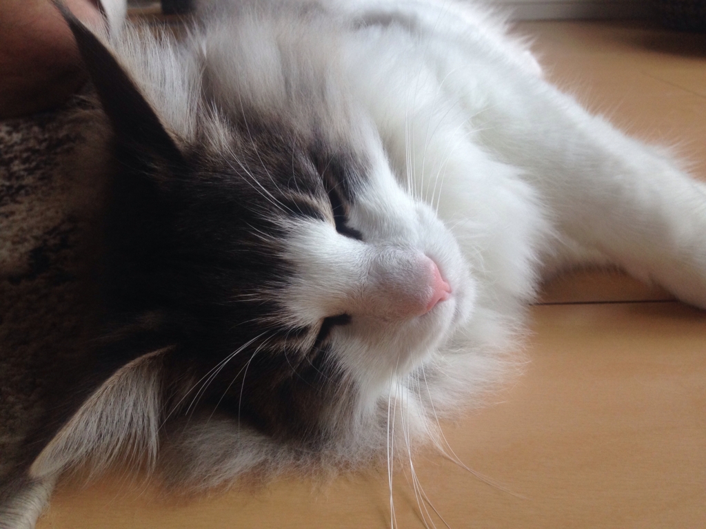 f:id:oyakitoneko:20150802210159j:plain f:id:oyakitoneko:20150802210159j:plain