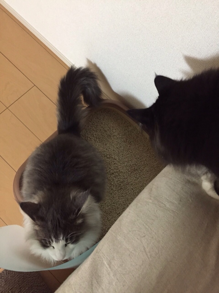 f:id:oyakitoneko:20150822224414j:image f:id:oyakitoneko:20150822224414j:image