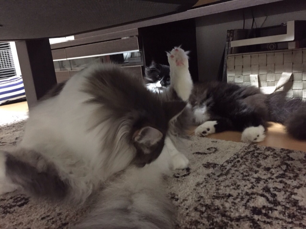 f:id:oyakitoneko:20150822224437j:image f:id:oyakitoneko:20150822224437j:image