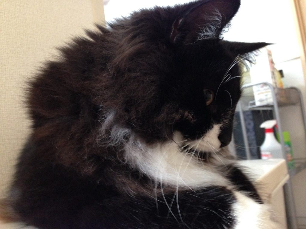 f:id:oyakitoneko:20150902234749j:image f:id:oyakitoneko:20150902234749j:image