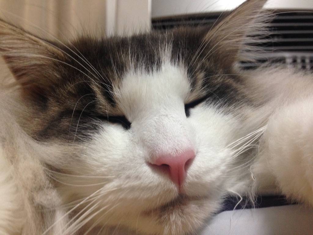 f:id:oyakitoneko:20150902234832j:image f:id:oyakitoneko:20150902234832j:image