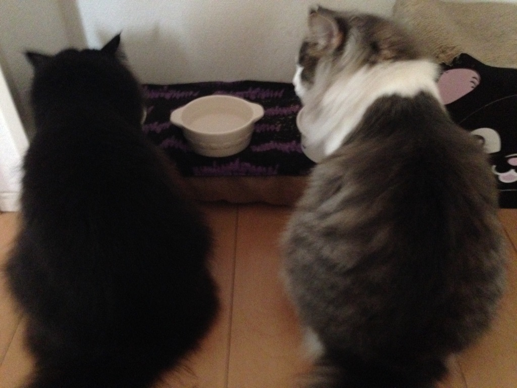 f:id:oyakitoneko:20150916224153j:image f:id:oyakitoneko:20150916224153j:image
