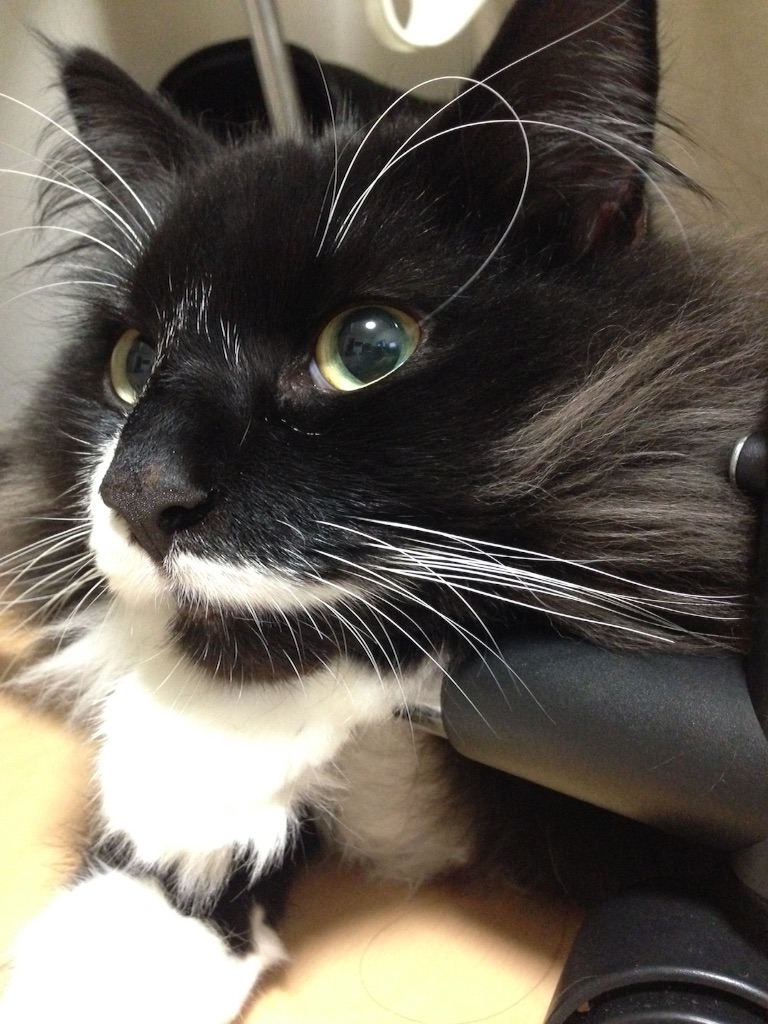 f:id:oyakitoneko:20150916224258j:image f:id:oyakitoneko:20150916224258j:image
