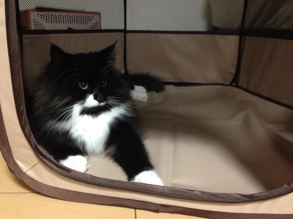 f:id:oyakitoneko:20150930222103j:image f:id:oyakitoneko:20150930222103j:image