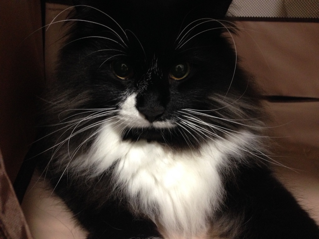 f:id:oyakitoneko:20150930222111j:image f:id:oyakitoneko:20150930222111j:image