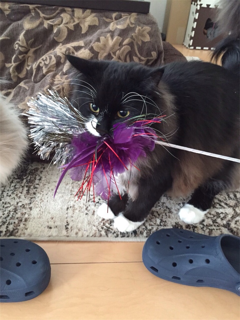 f:id:oyakitoneko:20151018151812j:image f:id:oyakitoneko:20151018151812j:image