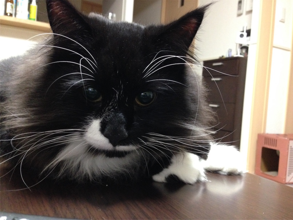 f:id:oyakitoneko:20151018151924j:image f:id:oyakitoneko:20151018151924j:image