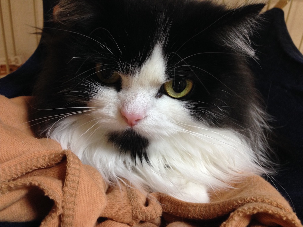f:id:oyakitoneko:20151118225756j:image f:id:oyakitoneko:20151118225756j:image
