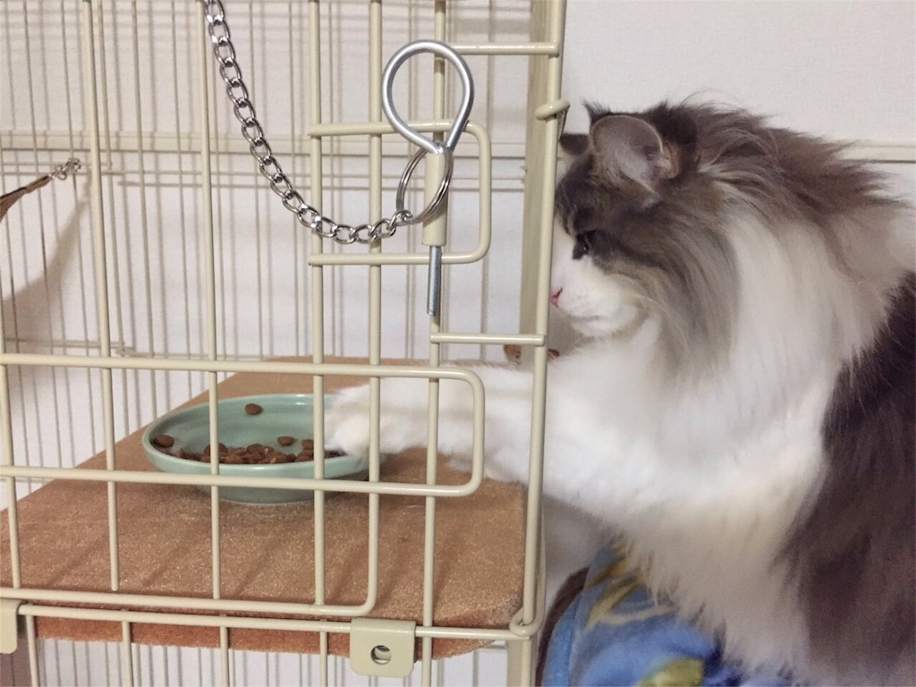 f:id:oyakitoneko:20151118230852j:image f:id:oyakitoneko:20151118230852j:image