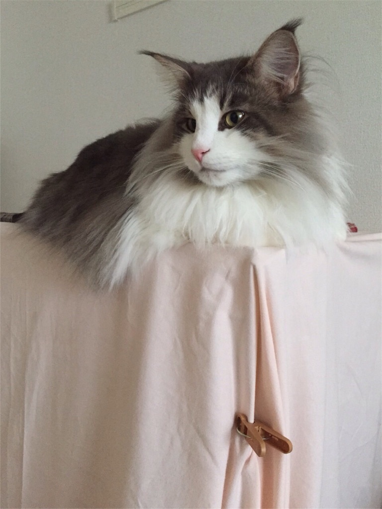 f:id:oyakitoneko:20151118231102j:image f:id:oyakitoneko:20151118231102j:image