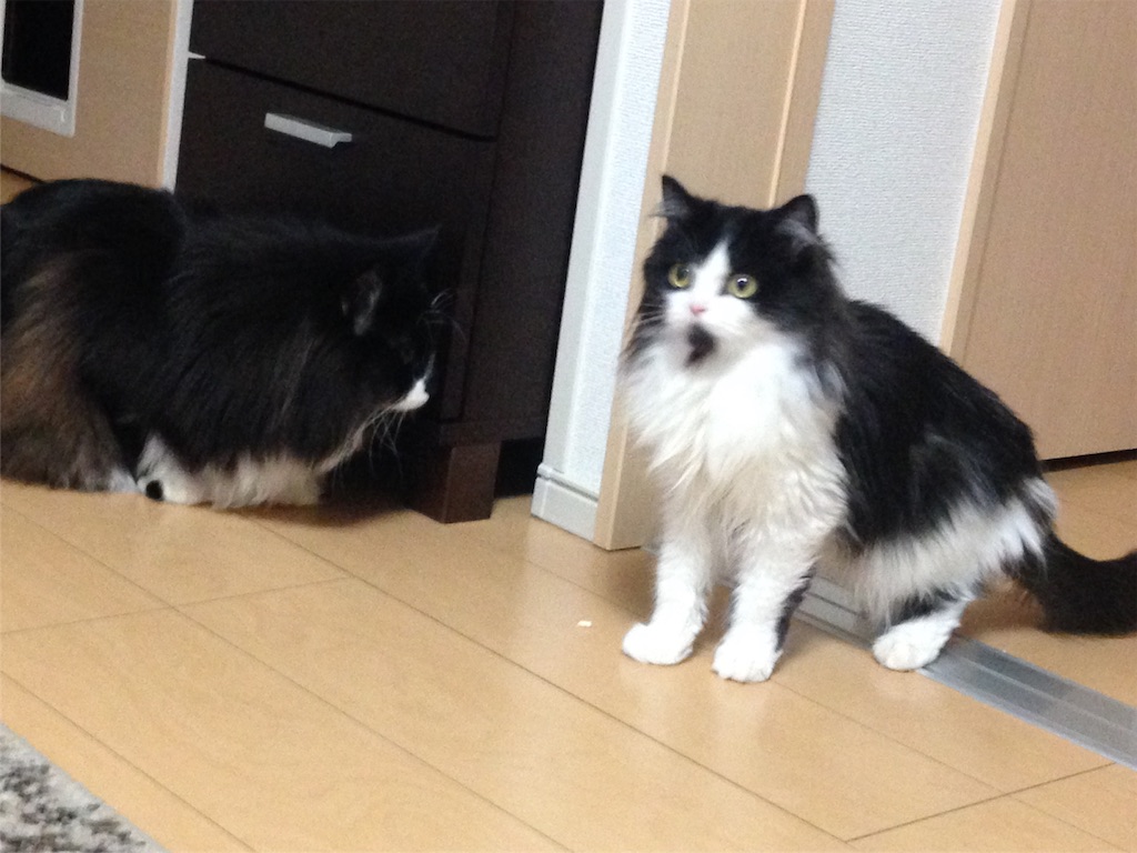 f:id:oyakitoneko:20151122123853j:image f:id:oyakitoneko:20151122123853j:image