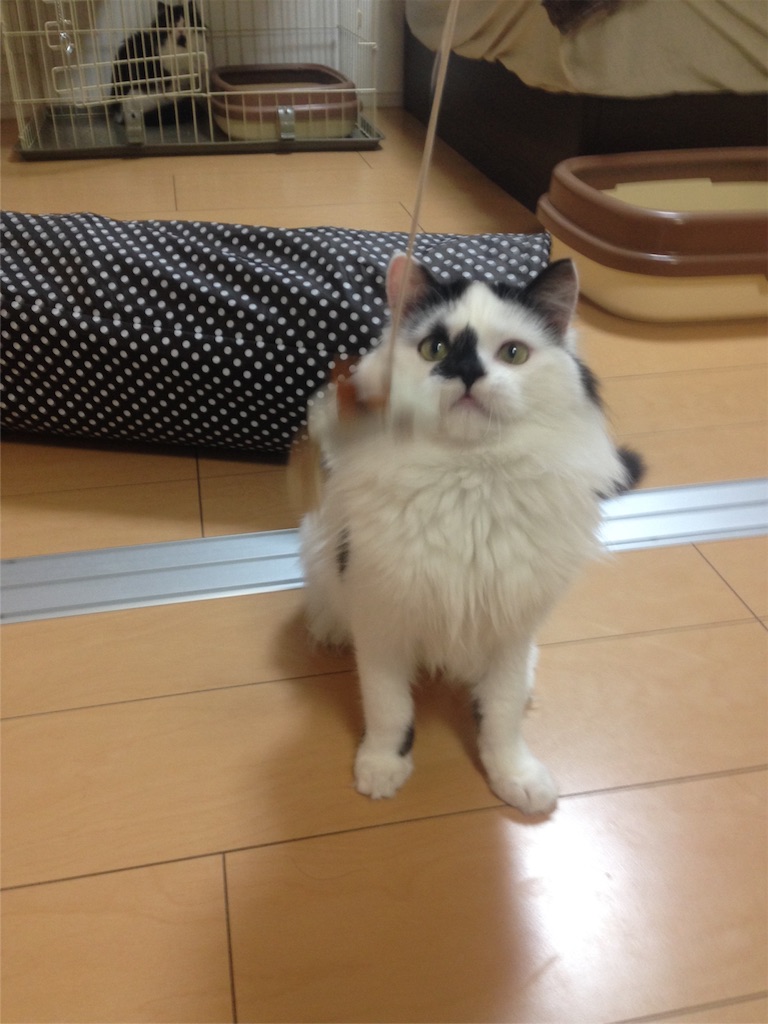 f:id:oyakitoneko:20151122123939j:image f:id:oyakitoneko:20151122123939j:image