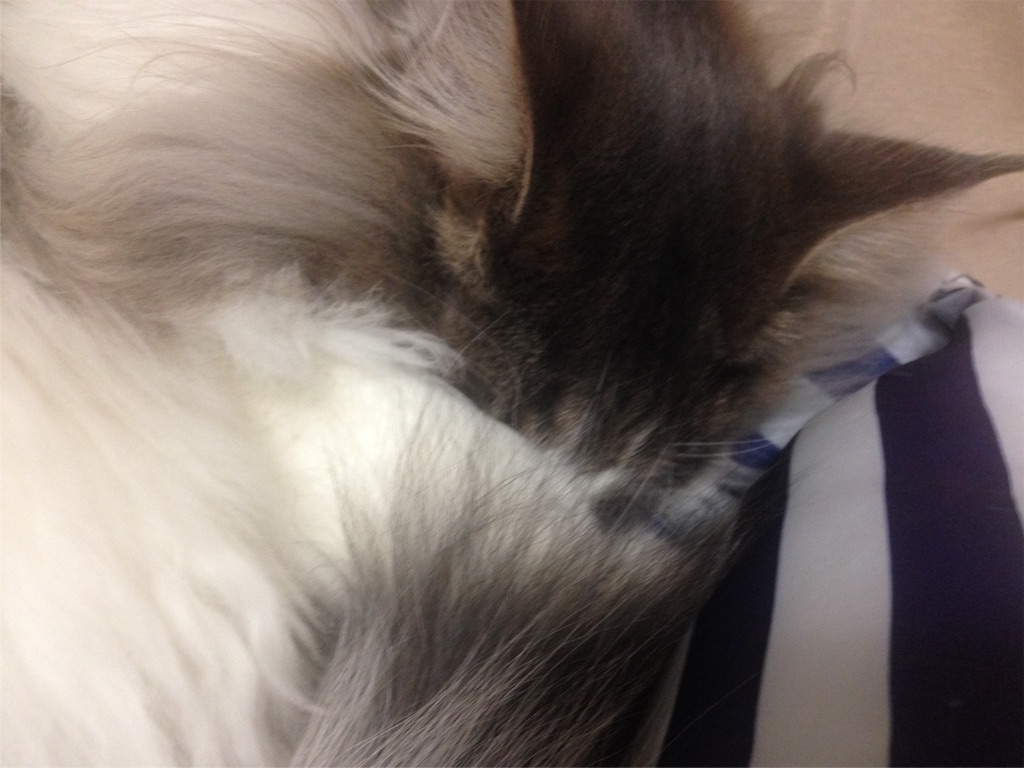 f:id:oyakitoneko:20151122124605j:image f:id:oyakitoneko:20151122124605j:image
