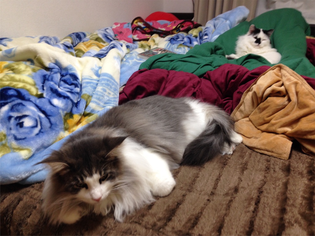 f:id:oyakitoneko:20151127213445j:image f:id:oyakitoneko:20151127213445j:image