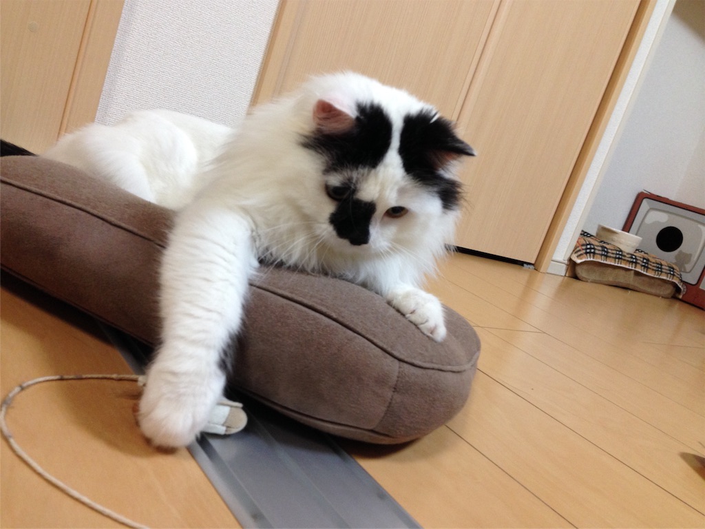 f:id:oyakitoneko:20151127213542j:image f:id:oyakitoneko:20151127213542j:image