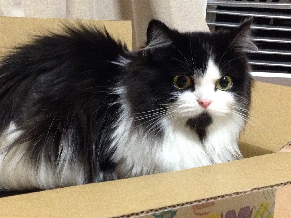 f:id:oyakitoneko:20151127213601j:image f:id:oyakitoneko:20151127213601j:image