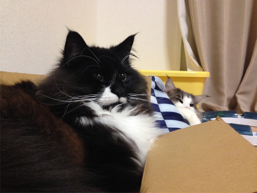 f:id:oyakitoneko:20151127214302j:image f:id:oyakitoneko:20151127214302j:image