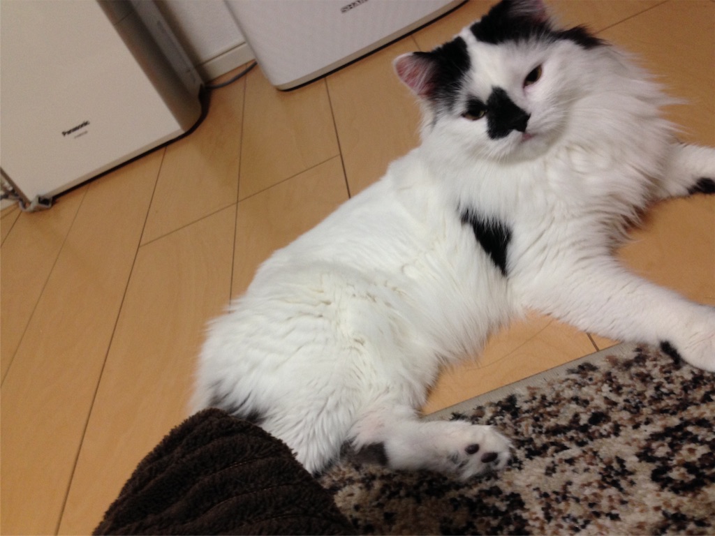 f:id:oyakitoneko:20151208095906j:image f:id:oyakitoneko:20151208095906j:image