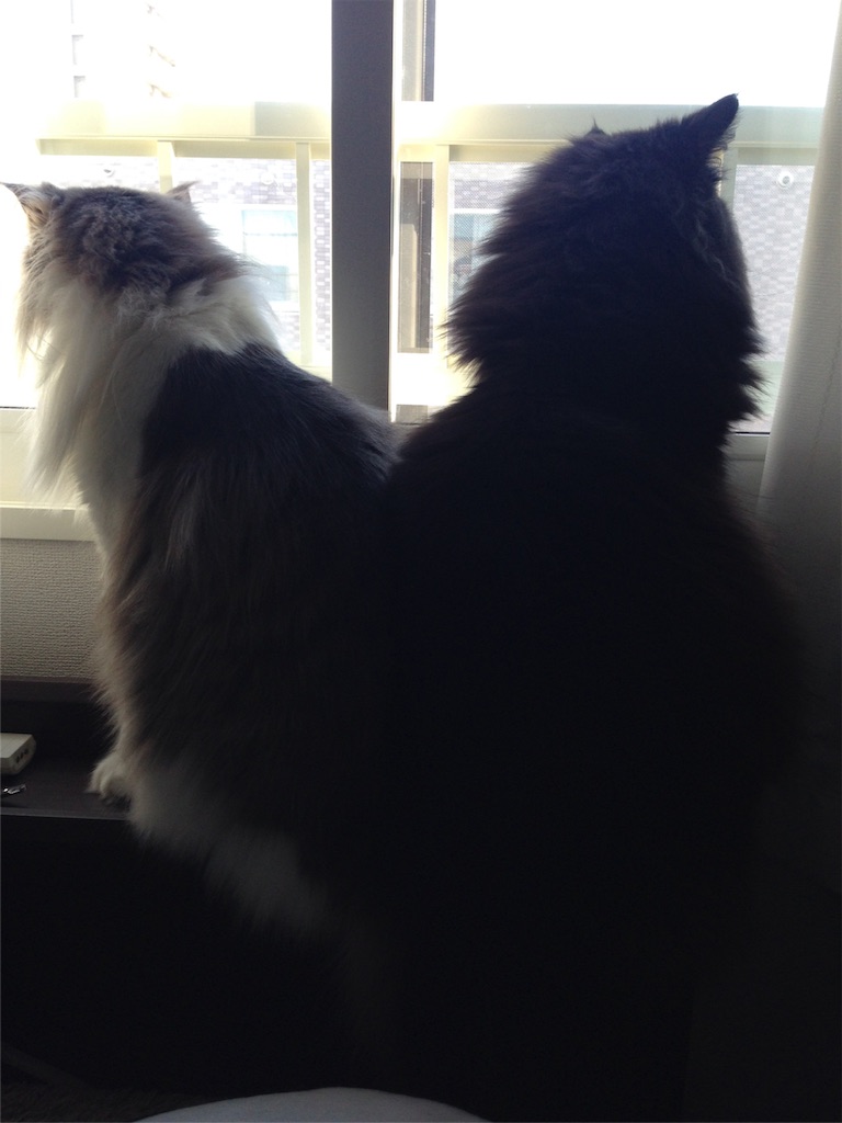 f:id:oyakitoneko:20151208100419j:image f:id:oyakitoneko:20151208100419j:image