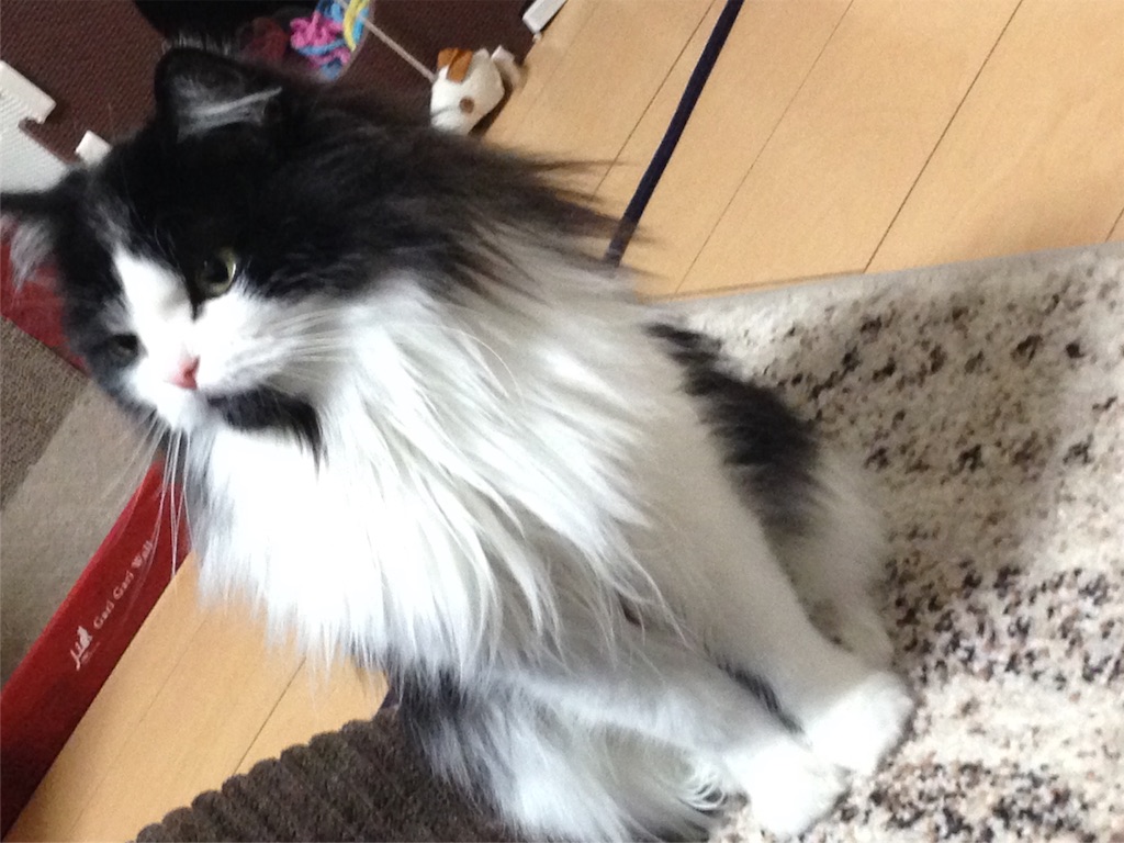 f:id:oyakitoneko:20151208100654j:image f:id:oyakitoneko:20151208100654j:image