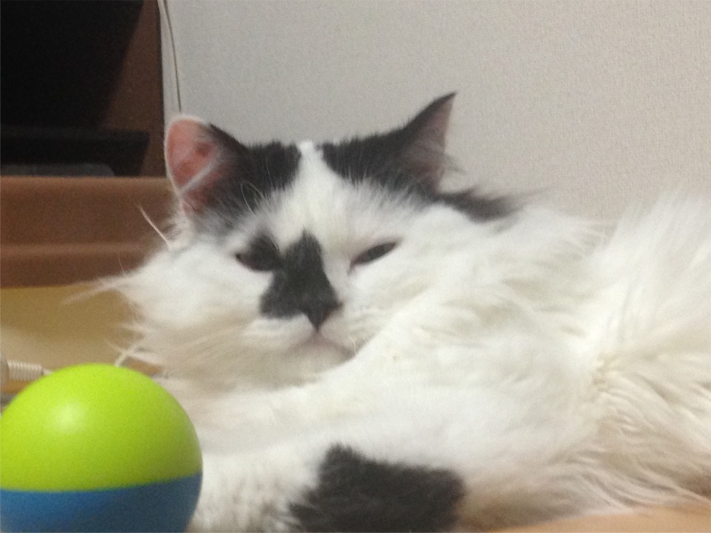 f:id:oyakitoneko:20160306162037j:image f:id:oyakitoneko:20160306162037j:image